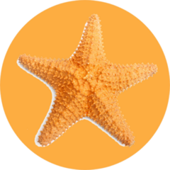 The Caribbean Starfish On A White Background Sticker