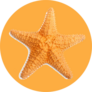 The Caribbean Starfish On A White Background Sticker