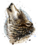 The Coyote Howls Sketch Sticker