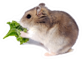 The Djungarian Hamster Eating Lettuce Sticker