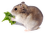 The Djungarian Hamster Eating Lettuce Sticker