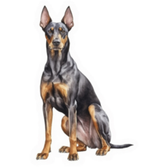 The Doberman Pinscher Watercolor Sticker