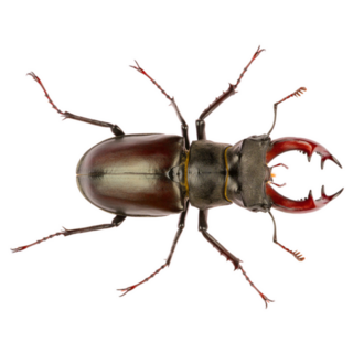 The European Stag Beetle Sticker