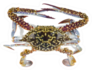 The Flower Crab Or Blue Crab Sticker