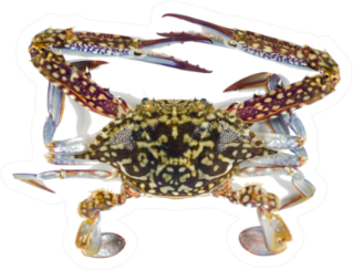 The Flower Crab Or Blue Crab Sticker
