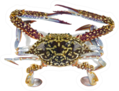 The Flower Crab Or Blue Crab Sticker