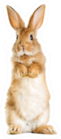The Funny Rabbit Is Standing On Its Hind Legs Sticker