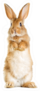 The Funny Rabbit Is Standing On Its Hind Legs Sticker
