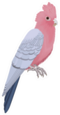 The Galah Parrot, Pink And Grey Cockatoo Sticker