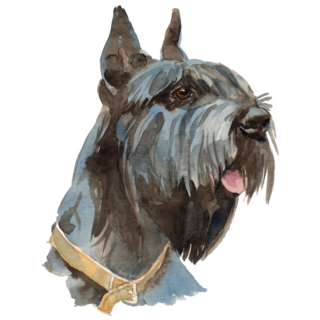 The Giant Schnauzer Sticker