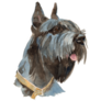 The Giant Schnauzer Sticker