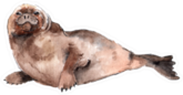 The Gray Seal Watercolor Sticker