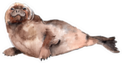 The Gray Seal Watercolor Sticker