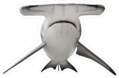 The Great Hammerhead Shark Sticker