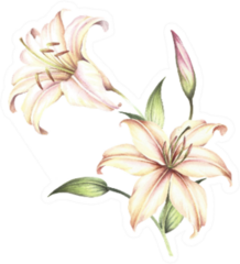 The Image Of A Lilies Watercolor Illustration Sticker