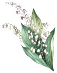 The Image Of A Lily Of The Valley Sticker