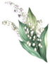 The Image Of A Lily Of The Valley Sticker