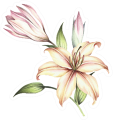 The Image Of A Watercolor Lily Sticker