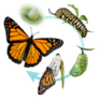 The Life Cycle Of A Butterfly, Egg, Caterpillar, Chrysalis Sticker
