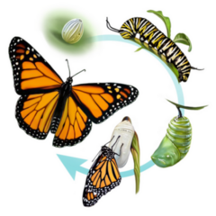 The Life Cycle Of A Butterfly, Egg, Caterpillar, Chrysalis Sticker
