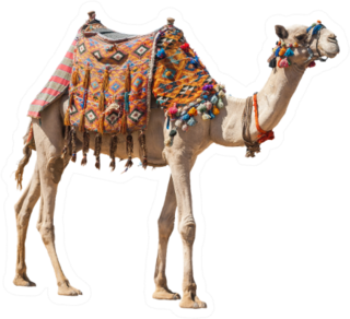 The Lonely Domestic Camel Isolated On White Sticker