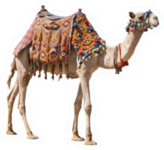 The Lonely Domestic Camel Isolated On White Sticker