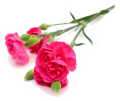The Long Stem Carnation In Deep Pink Sticker