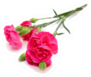The Long Stem Carnation In Deep Pink Sticker