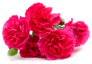 The Long Stem Carnations Deep Pink Pile Sticker