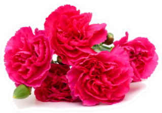 The Long Stem Carnations Deep Pink Pile Sticker