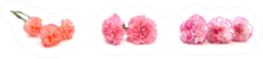 The Long Stem Carnations Gift On White Sticker