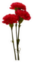 The Long Stem Red Carnations Sticker