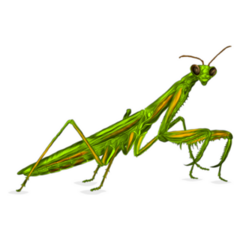 The Mantis Insect Sticker 