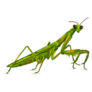 The Mantis Insect Sticker 
