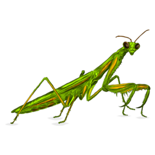 The Mantis Insect Sticker 