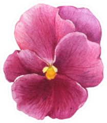 The Pink Garden Bicolor Pansy Flower Sticker