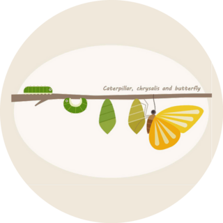 The Process Of Becoming A Butterfly In A Larva Sticker