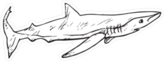 The Sand Tiger Shark Doodle Sticker