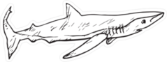The Sand Tiger Shark Doodle Sticker