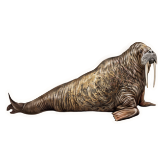 The Walrus Realistic Drawing Sticker
