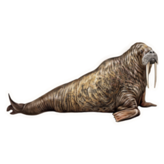 The Walrus Realistic Drawing Sticker