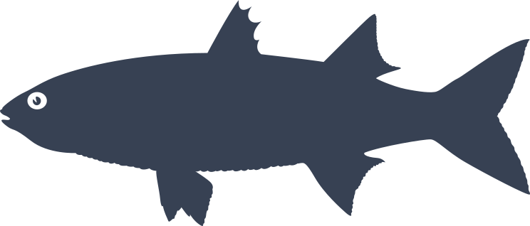 Thiclip Grey Mullet Fish Sticker