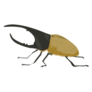 This Is A Hercules Beetle Sticker
