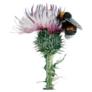 Thistle And Bumblebee Watercolor Illustration Sticker