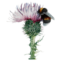 Thistle And Bumblebee Watercolor Illustration Sticker