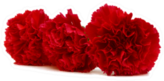 Three Carnations On White Background Sticker