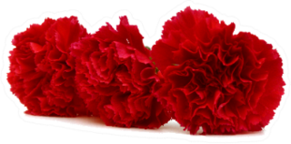 Three Carnations On White Background Sticker