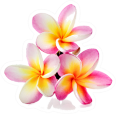 Three Colorful Plumeria Or Frangipani Flowers Sticker