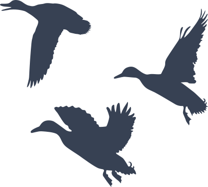 Three Cute Ducks Sticker