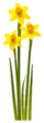 Three Daffodils Standing Tall Sticker